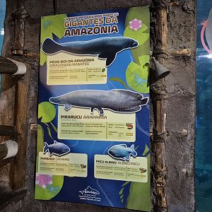 Giants of Amazon Display