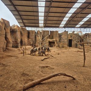 Red Kangaroo exhibit