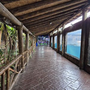 Pinniped viewing platform