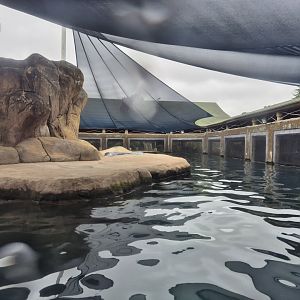 Pinnipeds exhibit