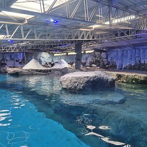 Polar Bears exhibit