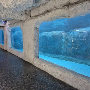 Polar Bear underwater view