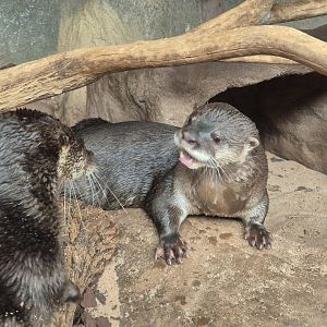 Neotropical Otters