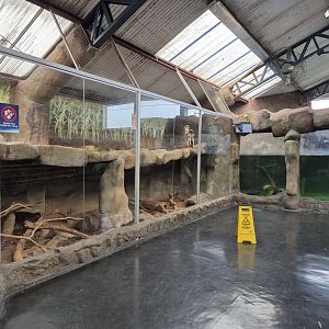 Neotropical Otters part of the exhibit