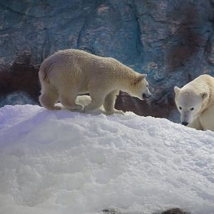 Polar Bear mother and daughter
