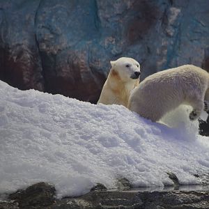 Polars Bear mother and daughter