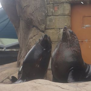 Cape Fur Seals