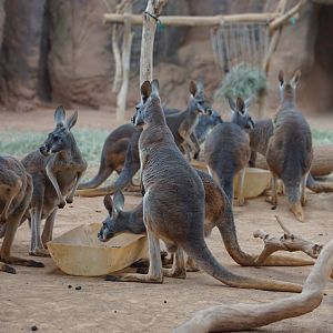 Red Kangaroos