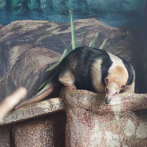 Southern Tamandua