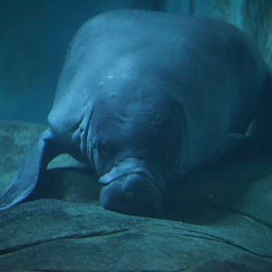 Amazonian Manatee