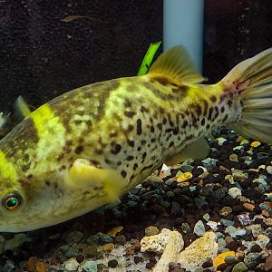 Ceylon Puffer (Dichotomyctere fluviatilis)