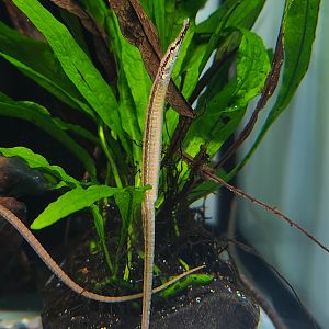 Malayan Freshwater Pipefish (Doryichthys martensii)