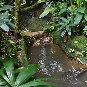 Philippine Crocodile (Crocodylus mindorensis)