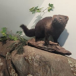 Denison Pequotsepos Nature Center - Fisher model