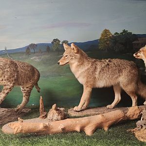 Denison Pequotsepos Nature Center - Mammal taxidermy