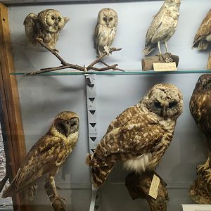 Denison Pequotsepos Nature Center - Birds of prey taxidermy