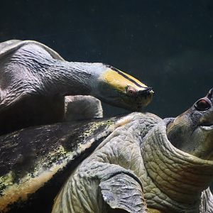 Burmese Roofed Turtles (Batagur trivittata)
