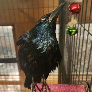 Denison Pequotsepos Nature Center - Common Grackle