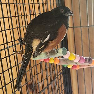Denison Pequotsepos Nature Center - Eastern Towhee