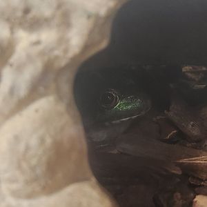 Denison Pequotsepos Nature Center - Lithobates clamitans melanota