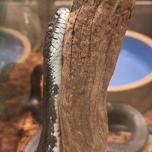 Denison Pequotsepos Nature Center - Pantherophis alleghaniensis