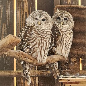 Denison Pequotsepos Nature Center - Barred Owl