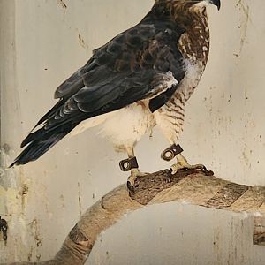 Denison Pequotsepos Nature Center - Broad-winged Hawk