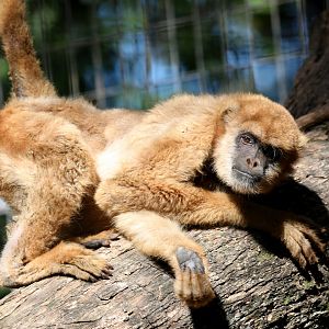 southern muriqui (Brachyteles arachnoides)