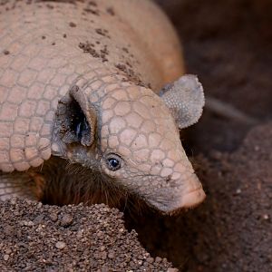 greater naked-tailed armadillo (Cabassous tatouay)