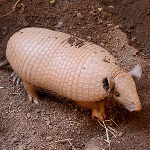 greater naked-tailed armadillo (Cabassous tatouay)