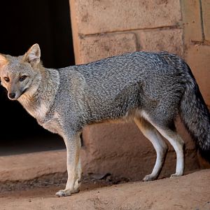 hoary fox (Lycalopex vetulus)