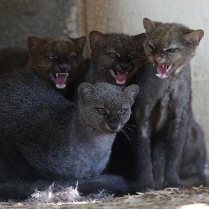 jaguarundi (Herpailurus yagouaroundi)