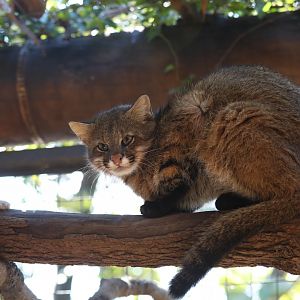 Pantanal cat (Leopardus braccatus)