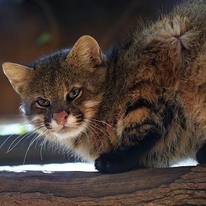 Pantanal cat (Leopardus braccatus)