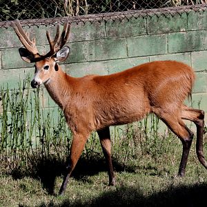 marsh deer (Blastocerus dichotomus)