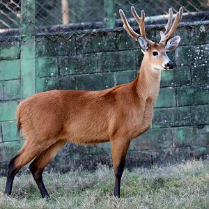 marsh deer (Blastocerus dichotomus)
