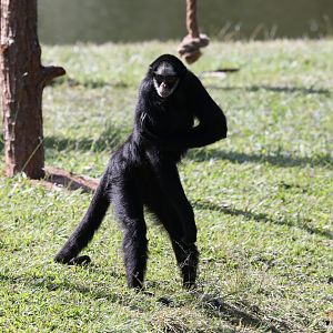 white-cheeked spider monkey (Ateles marginatus) with attitude