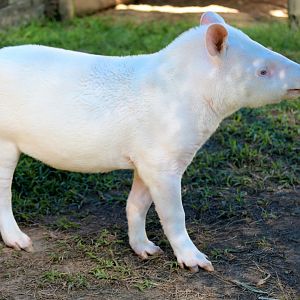 Albino South American tapir (Tapirus terrestris)