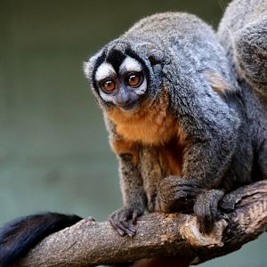 three-striped night monkey (Aotus trivirgatus)