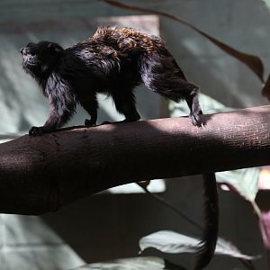 Western Black-handed tamarin (Saguinus niger)