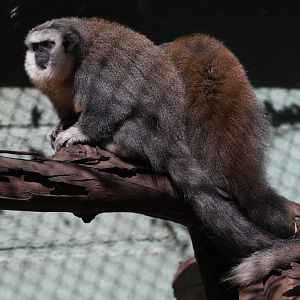 Vieira's titi monkey (Plecturocebus vieirai)