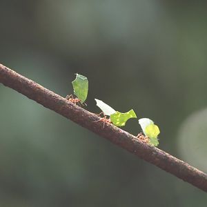 Hairy-headed leafcutter ants (Atta cephalotes), 2025-05-17