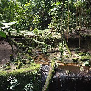 Asian small-clawed otter exhibit in Burgers' Bush, 2025-05-17