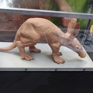 Education table with volunteers in the Bush - Baby aardvark, not sure if model or taxidermy, 2025-05-17