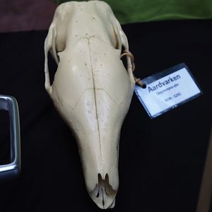 Education table with volunteers in the Bush - Aardvark skull, 2025-05-17