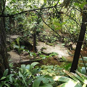 Asian leaf turtle exhibit in the Bush, 2025-05-17