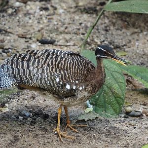 Sunbittern (Eurypyga helias), 2025-05-17
