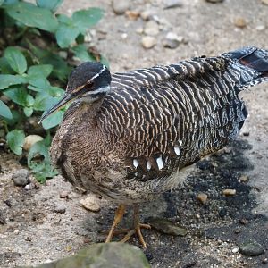 Sunbittern (Eurypyga helias), 2025-05-17