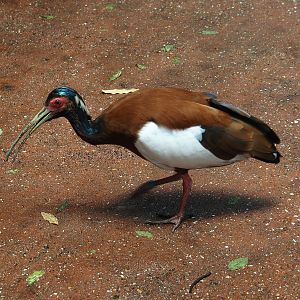Western Madagascar crested ibis (Lophotibis cristata urschi), 2025-05-17