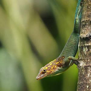 Guadeloupean anole (Anolis marmoratus), 2025-05-17